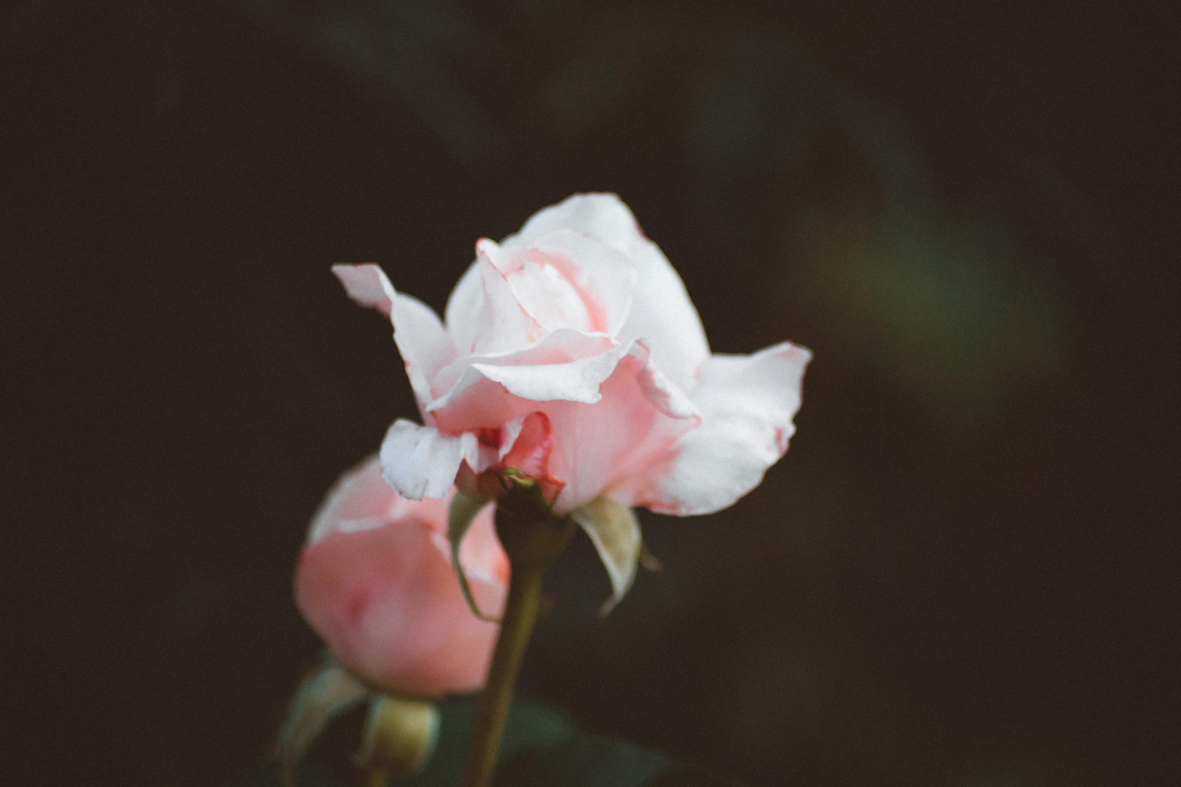 Fleur Rose Rose En Photographie Au Point Sélectif