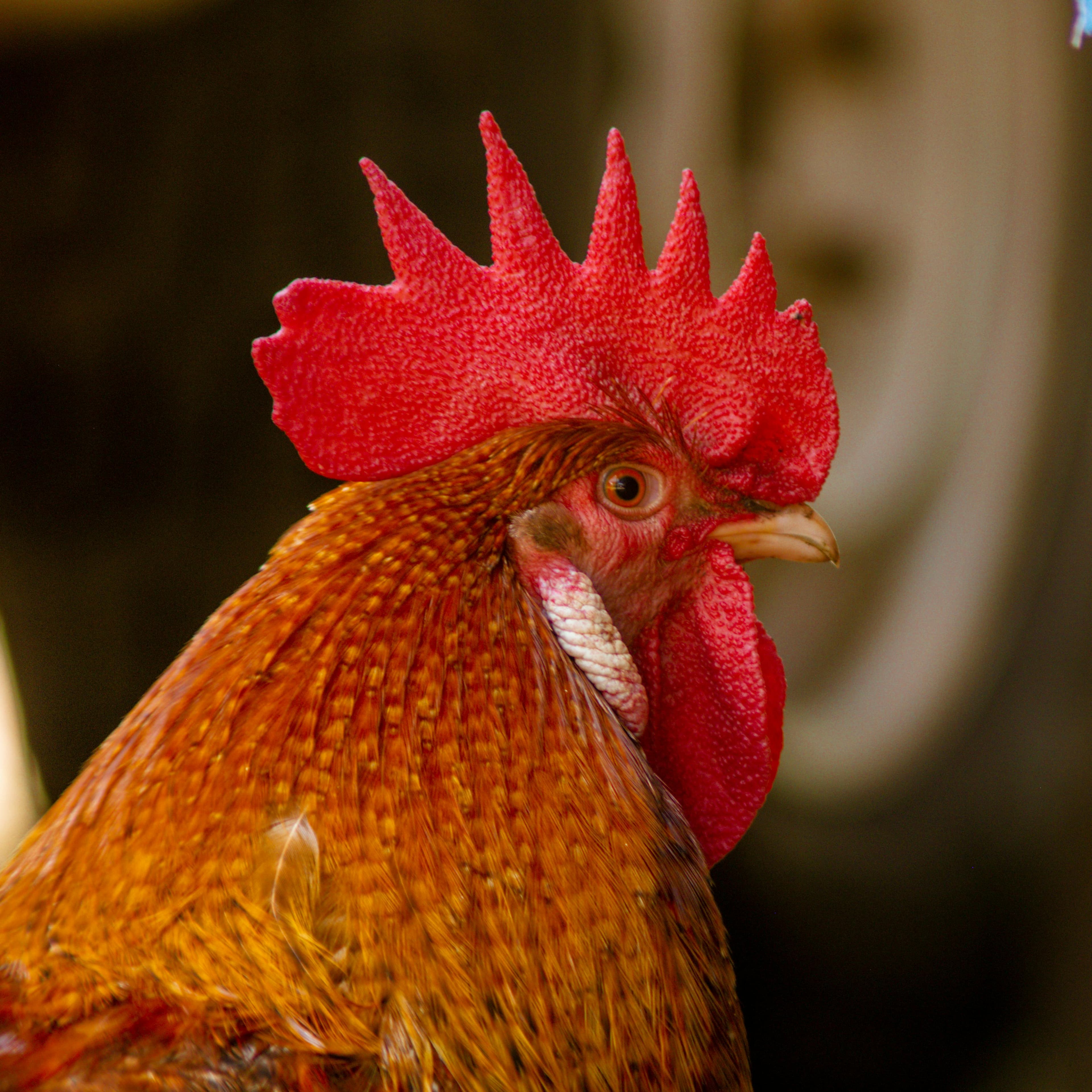 Szczegółowe zbliżenie koguta rasy Rhode Island Red w Harare w Zimbabwe.